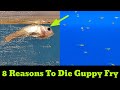 Why Your Guppy Fry Die | 8 Reasons To Die Guppy Fries