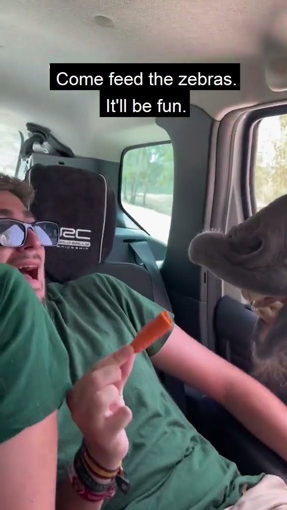 Man Screams As Zebra Reaches For Food || ViralHog