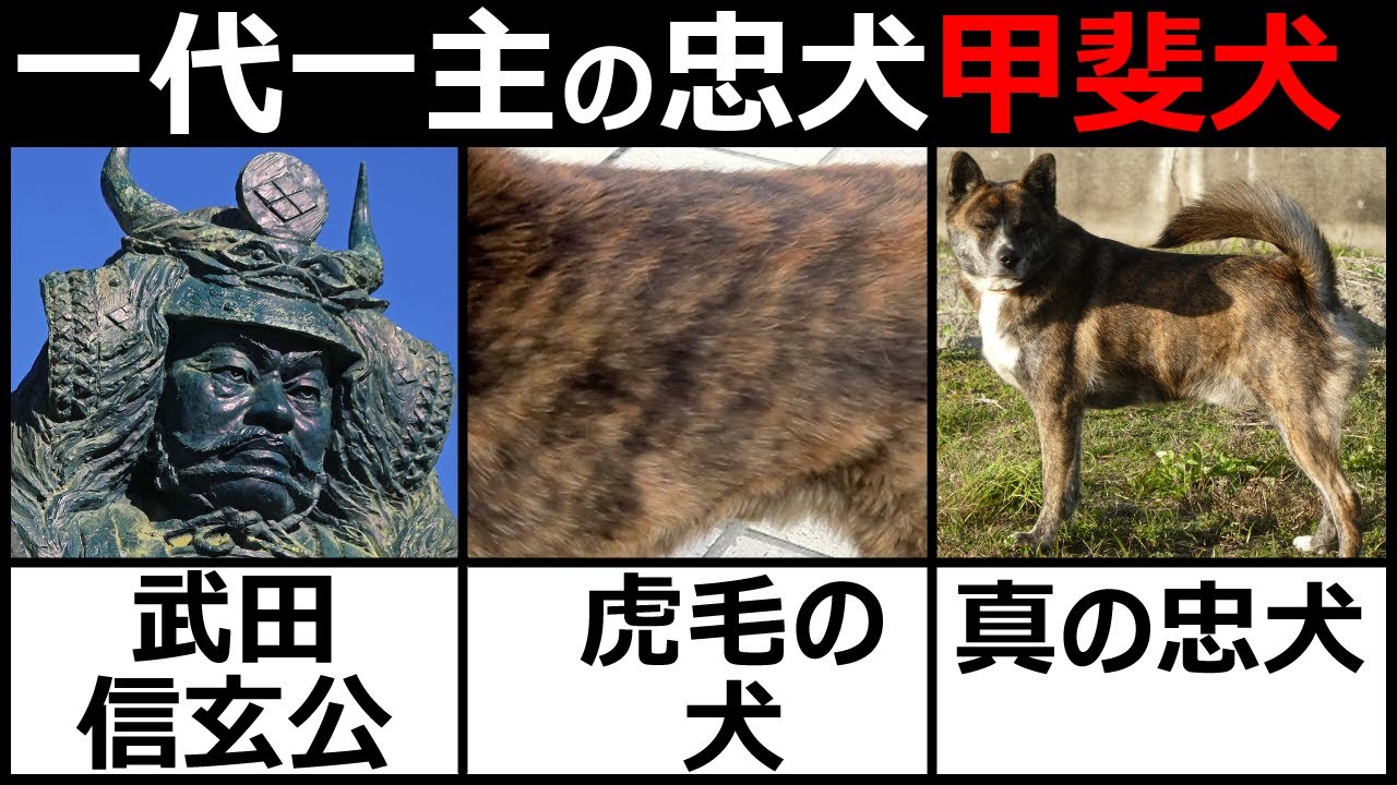 【甲斐犬】昔ながらの日本犬
