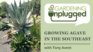 Agave | Agave Plants for Sale | Variegated Agave for Sale