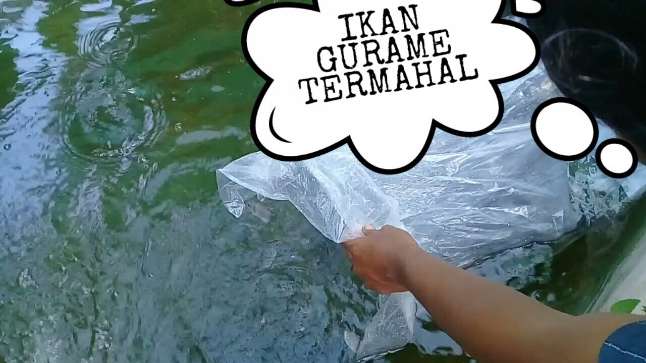 CARA BUDIDAYA IKAN GURAME BAGI PEMULA 