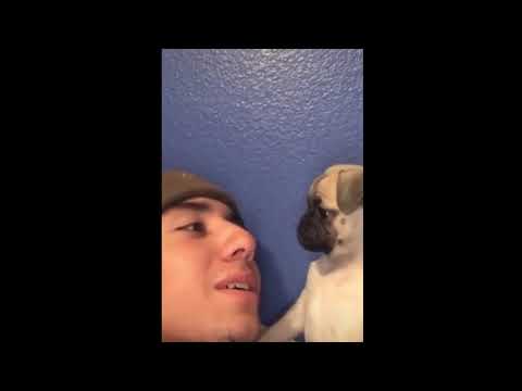 Weee Meme Tiktok - Best Funny Animals Fail Moments Compilation #23