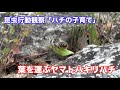 『ハチの子育て』葉っぱをはこぶハチ〜ヤマトハキリバチの営巣行動〜 Nesting behavior of leaf cutting bee