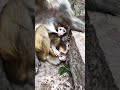 Zoom Hug 🐒💨 | Skip Chirp! | Bounce Snap!