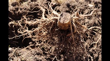 How to Remove a Tree Stump Fast