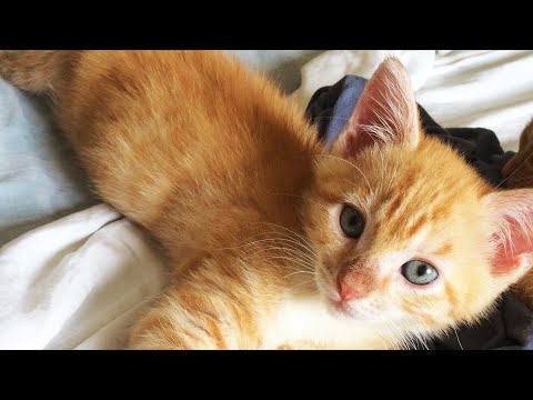 cracking-up-at-cute-kittens-playing-|-foster-kitten-cam
