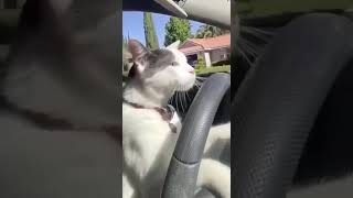 Рулишь на своей ласточке #сегодня #прикольныекоты #автомобиль  #cat #юмор #украина