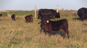 The Angus Report, Feb. 11, 2013: Practical Applications