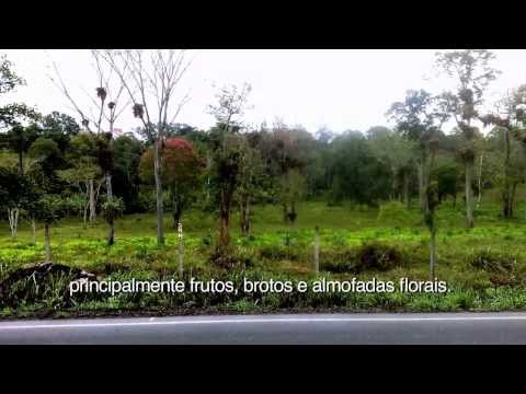 CABRUCA COCOA - THE COCOA FROM BRAZILIAN ATLANTIC RAINFOREST