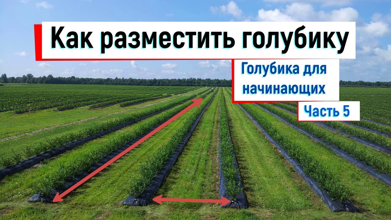 На каком расстоянии садить голубику // Голубика для начинающих. Часть 5