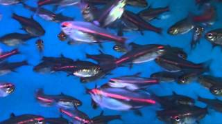 Glowlight Tetra (Hemigrammus erythrozonus) - Tropical Fish