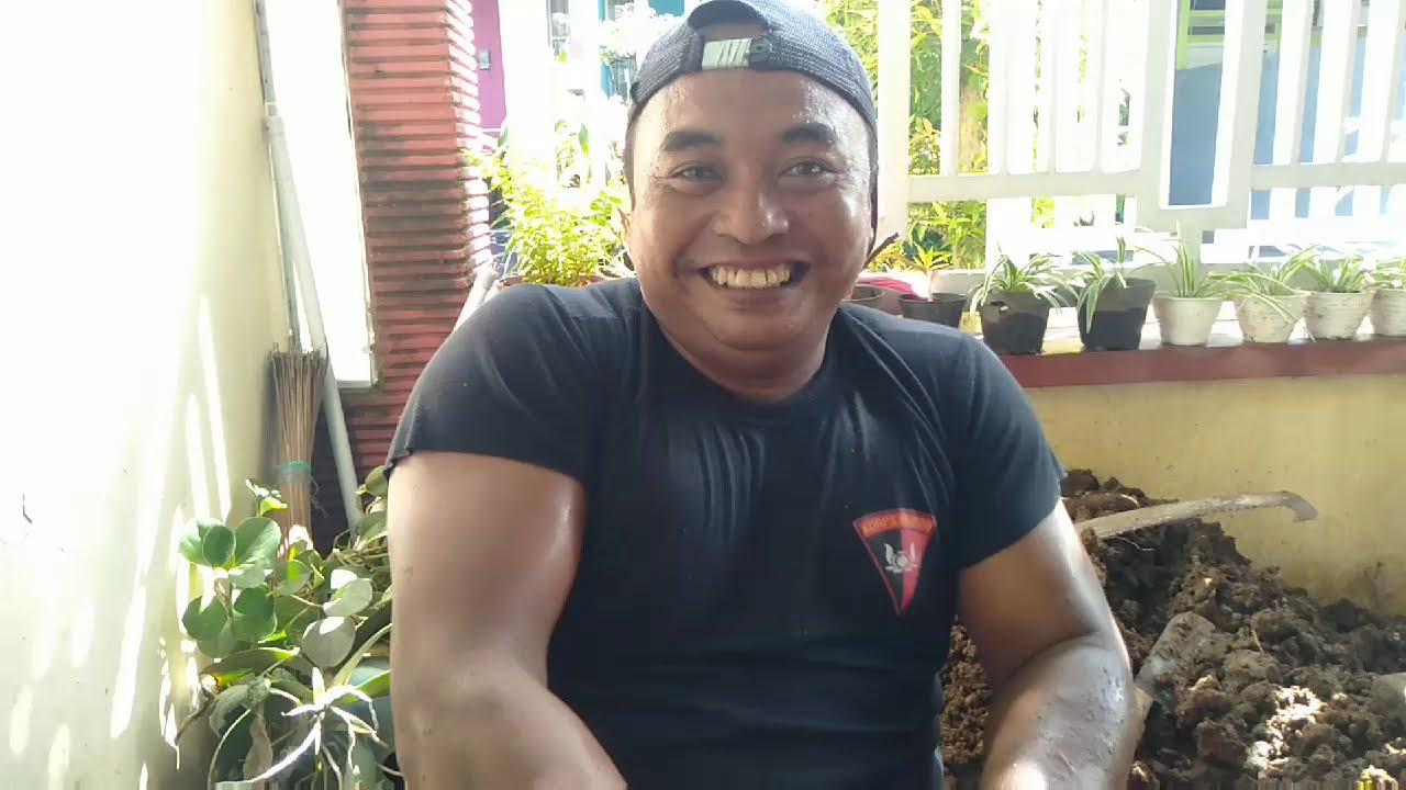 #mendongkel #kelengkengbesar CARA MEMINDAH POHON KELENGKENG YANG SUDAH BERBUAH