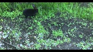 Tiny Black Bunny