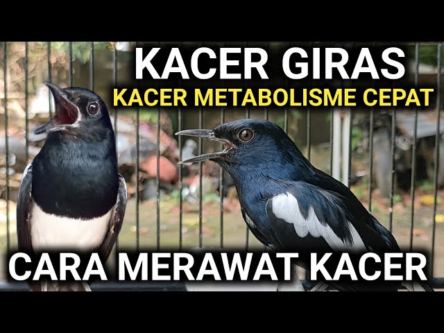 KACER GIRAS METABOLISME CEPAT CARA MERAWAT KACER | D.R.KACER TERBARU class=