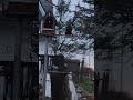 penthouse for rooster