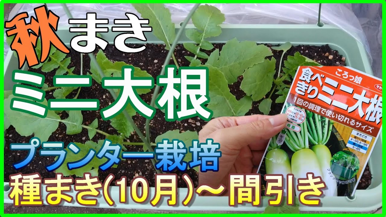 25 家庭菜園 秋まきミニ大根をプランターで育てる 種まき 10月 間引き プランター栽培 説明付き Youtube