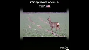 🤣как прыгают олени в США и России