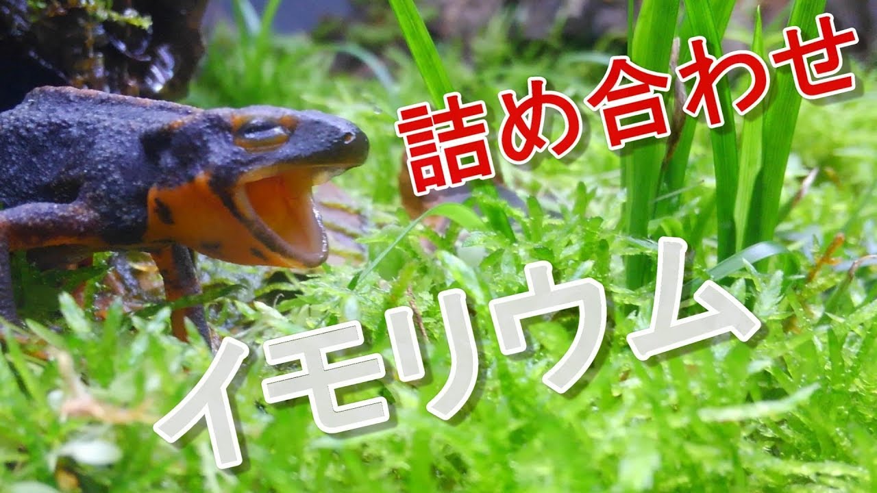 イモリウム詰め合わせ Youtube