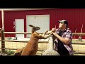 Arm wrestling with kangaroo