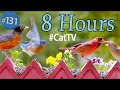 Uninterrupted TV for Cats 😻8 Hours of Birds 🐦 and Squirrels 🐿Feeder No Ads Interruptions CatTV