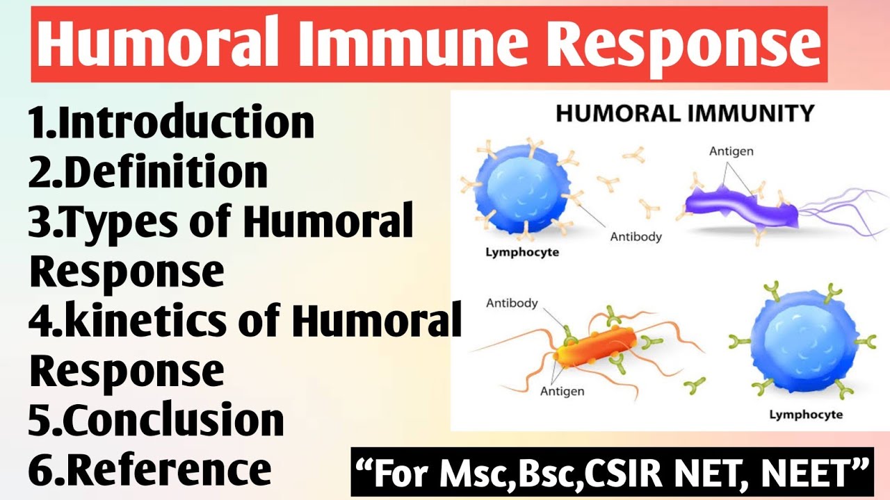 Humoral Immune Response | Types of Humoral Response | Kinetics of ...