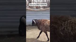 Senuroz aylamabosh tentak kassaligini davolash #animals #osimliklar #cow