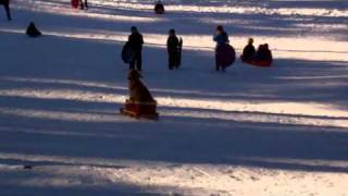 Stella the dog sledding 2010