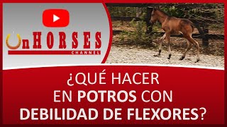 ¿QUÉ HACER EN POTROS CON DEBILIDAD DE FLEXORES? | On HORSES CHANNEL | SANTIAGO TOBÓN ESTRADA