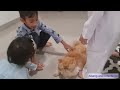 Kucing Persia Ulang Tahun Lucu Banget!!