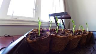 Plants are alive!  Seedlings growing following the light direction!
