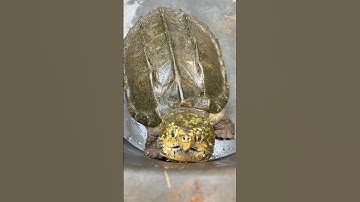 Alligator Snapping Turtle ESCAPED!! #alligatorsnappingturtle #reptiles #turtles