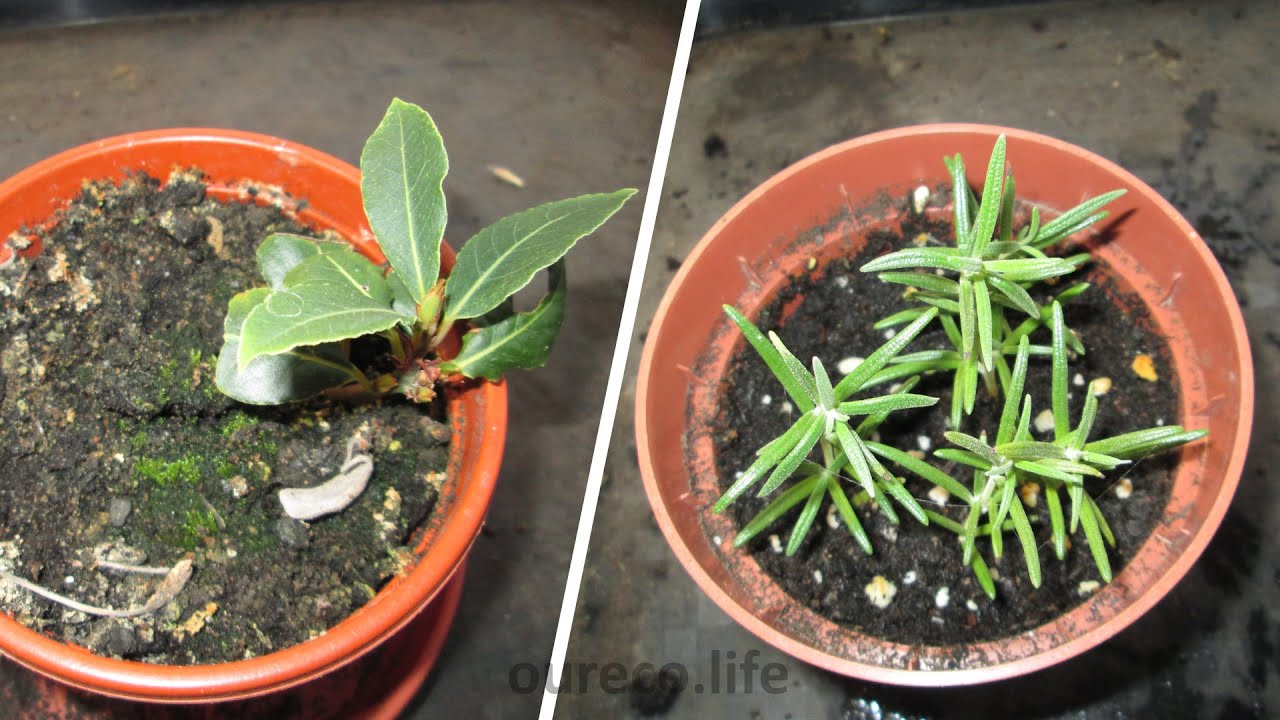 Potting up Bay and Rosemary cuttings YouTube