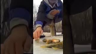 сходил на рыбалку #chickengun #funny #олежэ