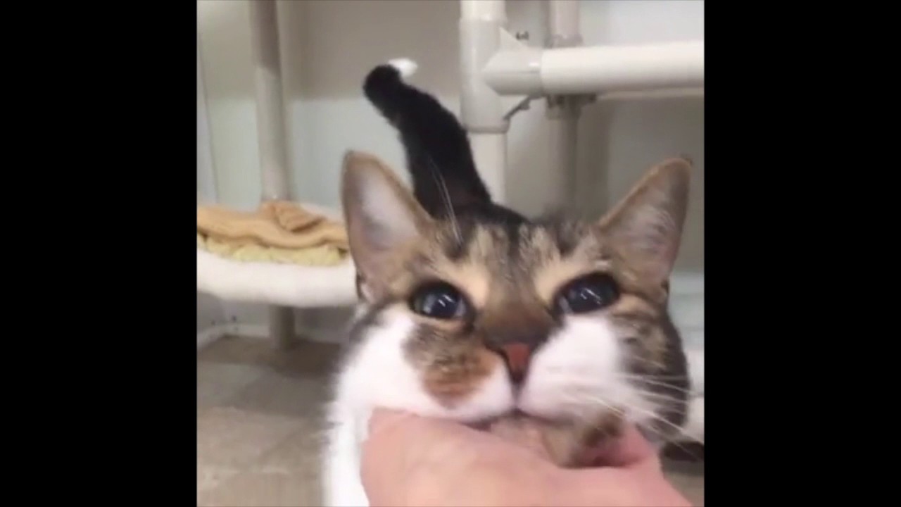 cute cats for sale Meet the kitties