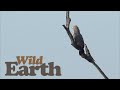 WildEarth - Sunset Safari - 05 January 2022