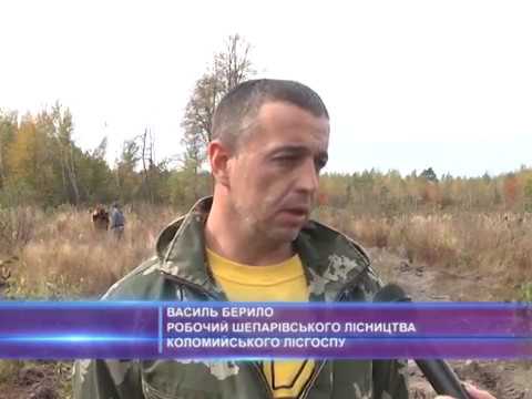 Посадка лісу