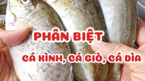 Cách phân biệt cá dìa, cá giò, cá kình Huế #meovat #amthuc #danang #hue #ngocdanang