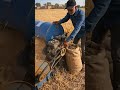 crop farming #crop #farming #harvesting #villagelife