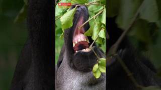 Wow !! Ternyata ini 5 Fakta Tapir Gaess #shorts #reels