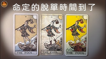 《命定的脫單時間到了》❤️適用任何時間季節🔮塔羅占卜❤️愛情占卜🔮愛情解析🔮戀愛心事🔮塔羅學習