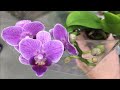 Завоз орхидей в Леруа Мерлен 7 июля 2020 г. Виолет Квин 280 руб))))