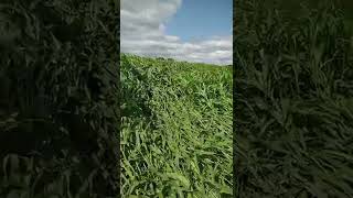 corn damage - wind