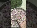 Local vegetables of Mayurbhanj: Gilliri Flowers, Chimti saag and Kunduri #mayurbhanj
