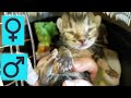 How to tell if newborn kittens are boys or girls - telling cat gender, male and female