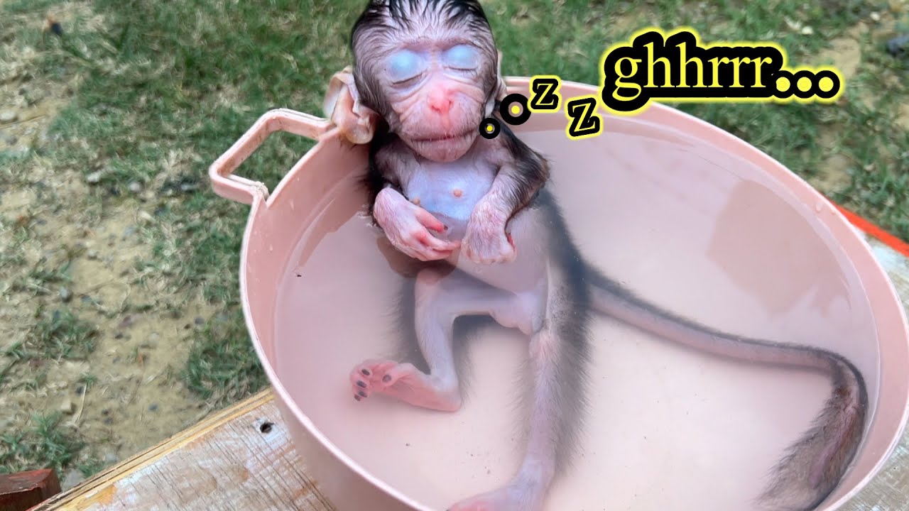 “Everyone Was Shocked! Orphan Baby Monkey Fell Asleep and Snored During Her Bath 😱🐒💤💗”