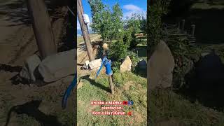 Korr e Ha n’Katun, plantacioni ne Krushë te Madhe
