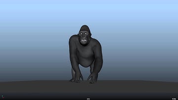 Gorilla walkCycle