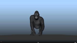 Gorilla walkCycle