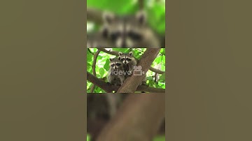 RACCOON || they Known for their intelligence and good memory, raccoons are able to solve puzzle...💖💖