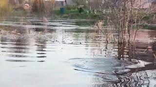 Нерест сопы и леща. Рыбалка в Ленинградской области